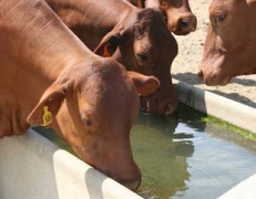 Livestock & Domestic Water