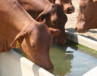 Livestock & Domestic Water